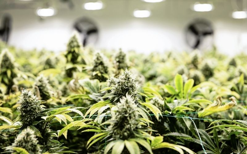 weed strain for beginners