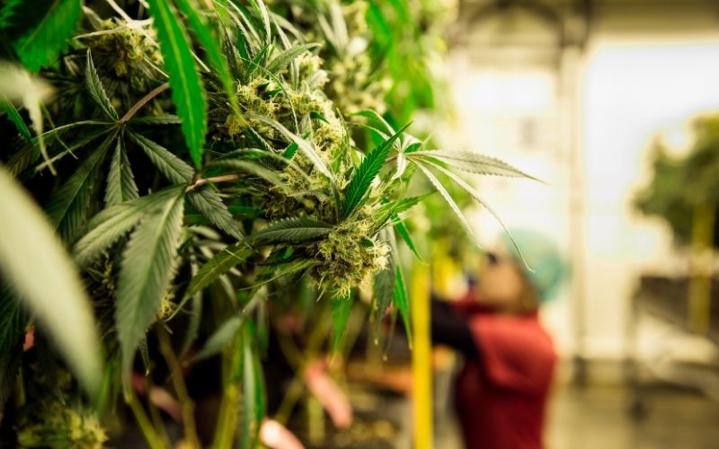 best selling weed list